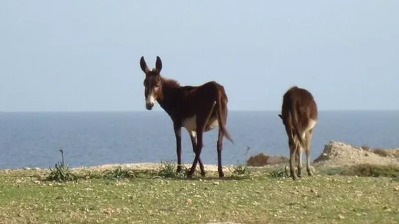 Top 10 Attractions in Karpasia: A Guide to the Best Sights for Travelers and Future Residents